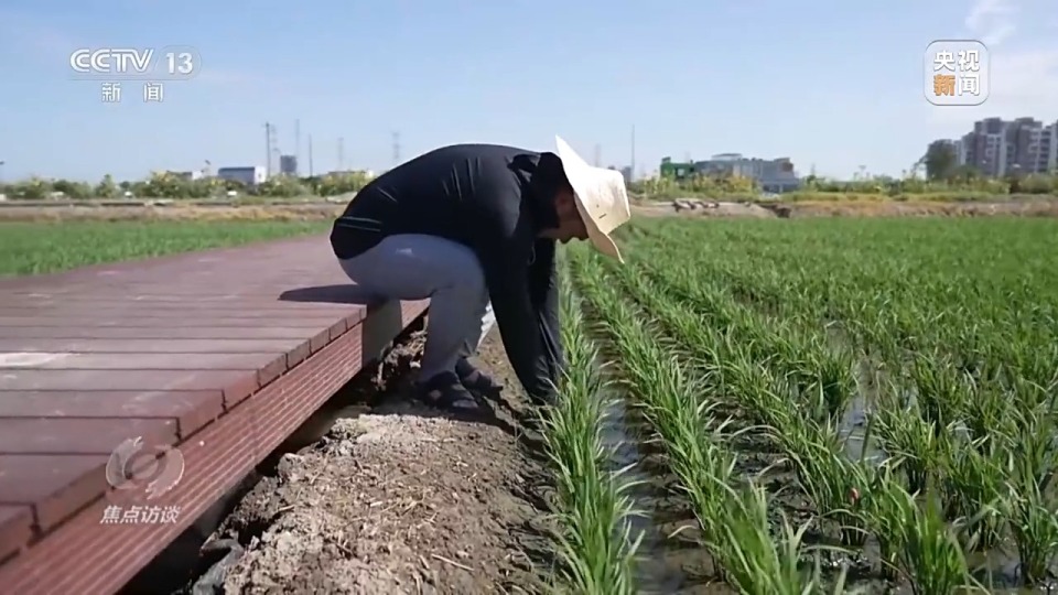 焦点访谈丨良田+良种+良机+良法 来看各地保丰收秘籍