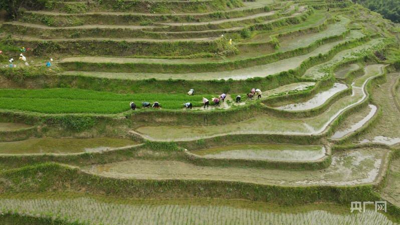 远山的回响丨一粒米的密码：谢坪村梯田的“硒谷”奇迹