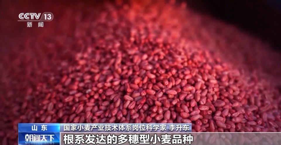 小麦播种“慢半拍”？做好这几点为来年丰收打基础