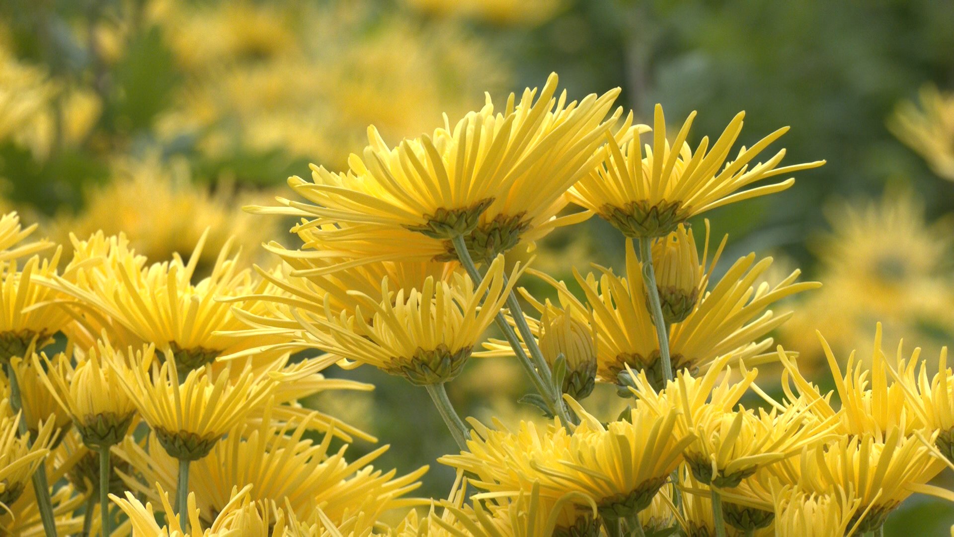 天水甘谷县：金丝皇菊采收忙 “致富花”开幸福来_fororder_a11d59d71de75f20bddcbacd820fc1ee