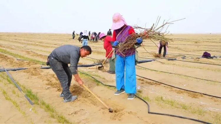 硬核“锁边”还能这么浪漫？今年，这里种下了1.2万亩玫瑰！