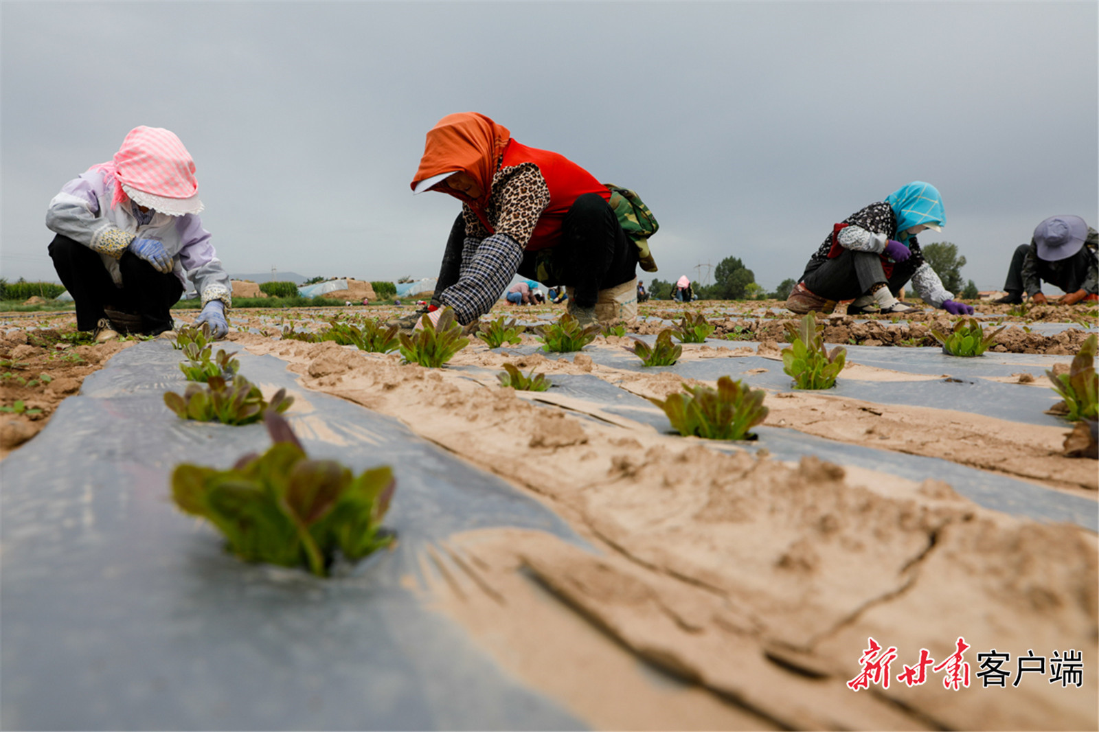 武威古浪：轮作复种让沃野“再生金”_fororder_2