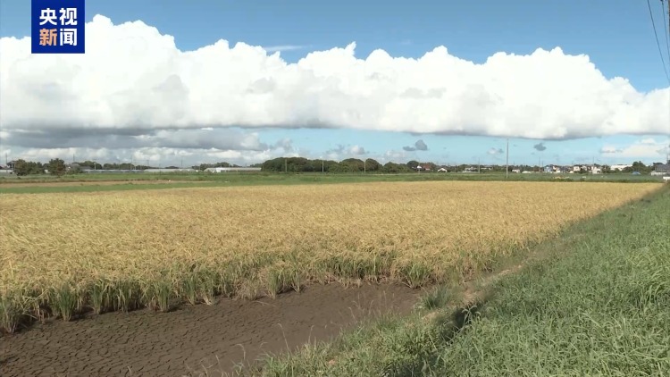 储备米库存锐减 日本政府拟紧急进口大米