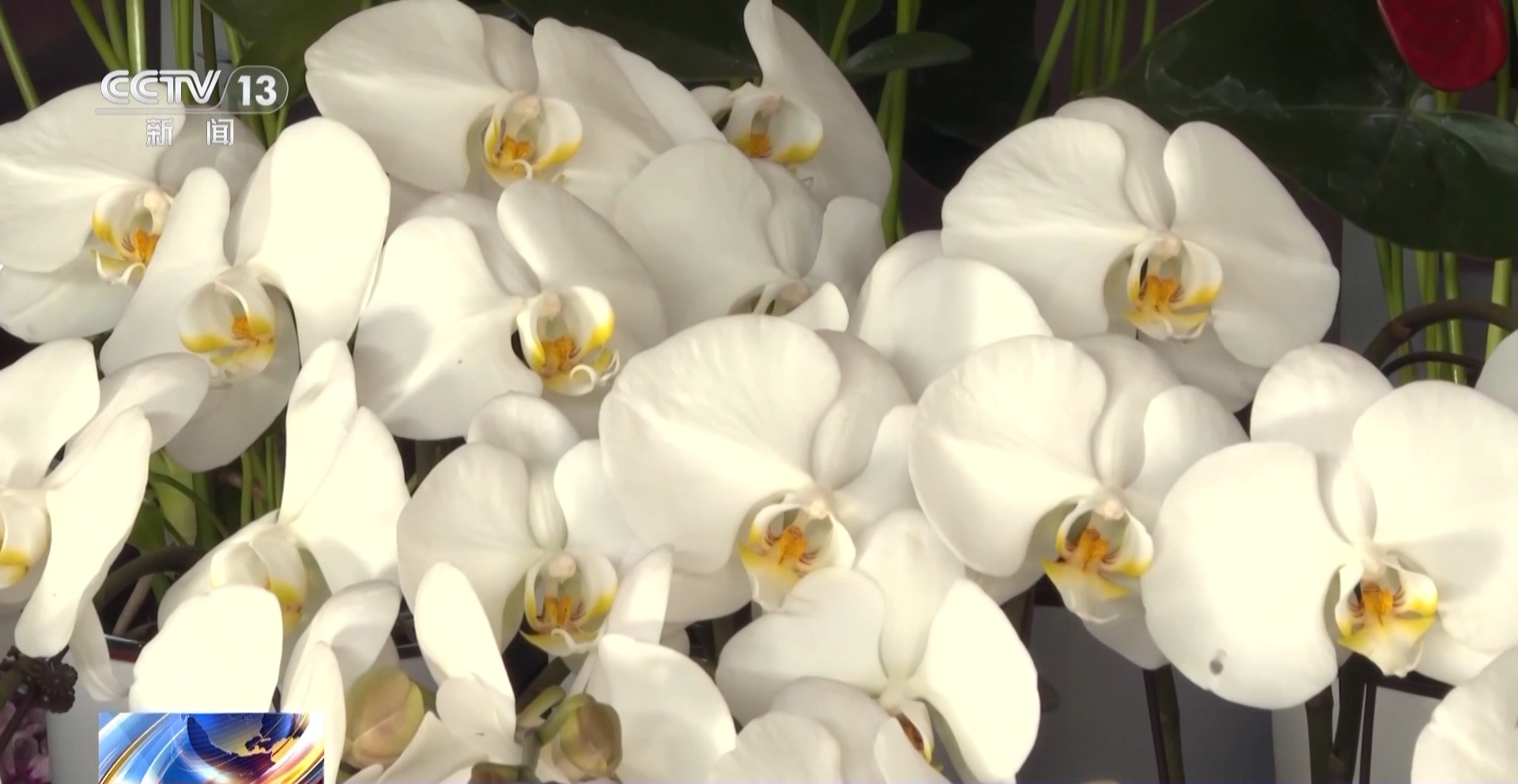 特色年宵花上新 各地畅销品种不同 你选哪一种？