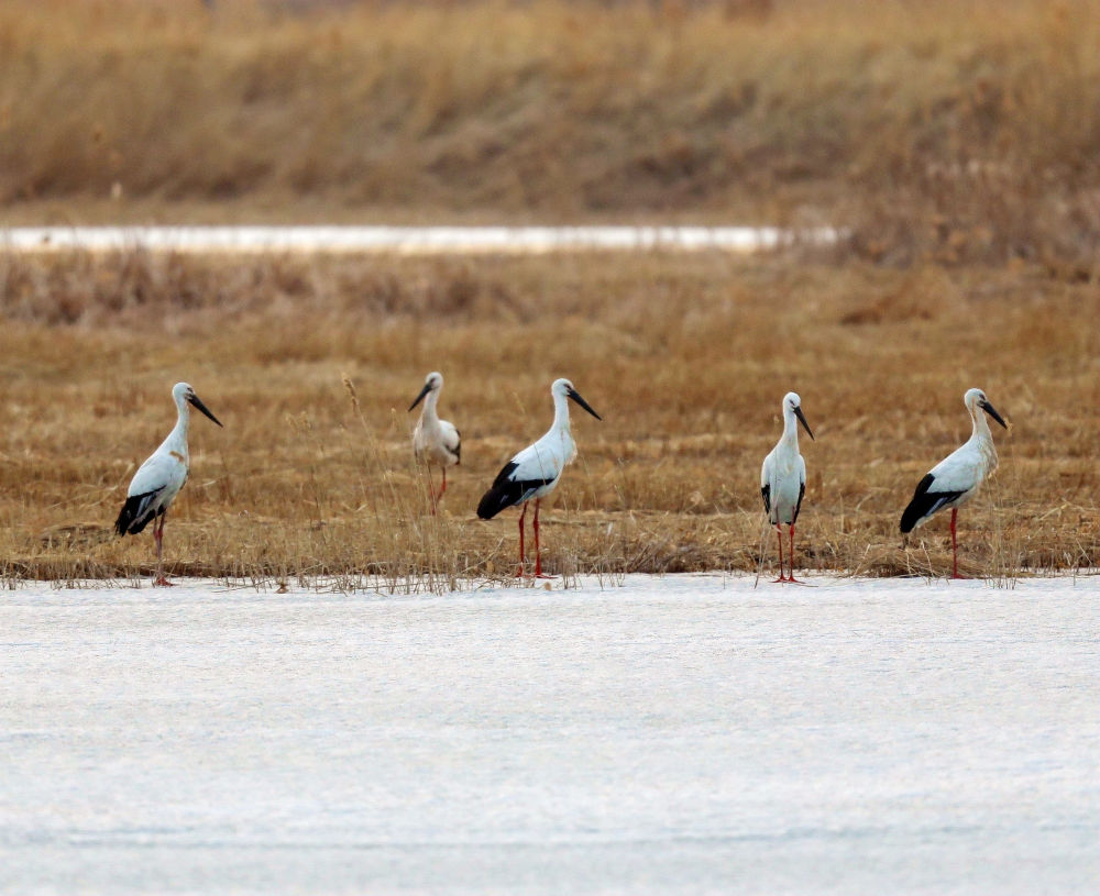 镜观·回响丨生态美，旅游兴——查干湖的绿色交响