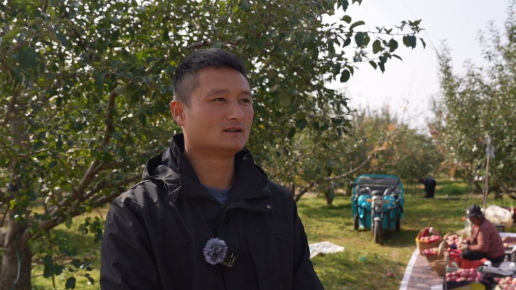 临夏永靖盐锅峡镇：苹果丰产飘香 多元销路奏响增收“甜蜜乐章”