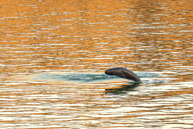 镜观·回响｜守护一江清水永续东流