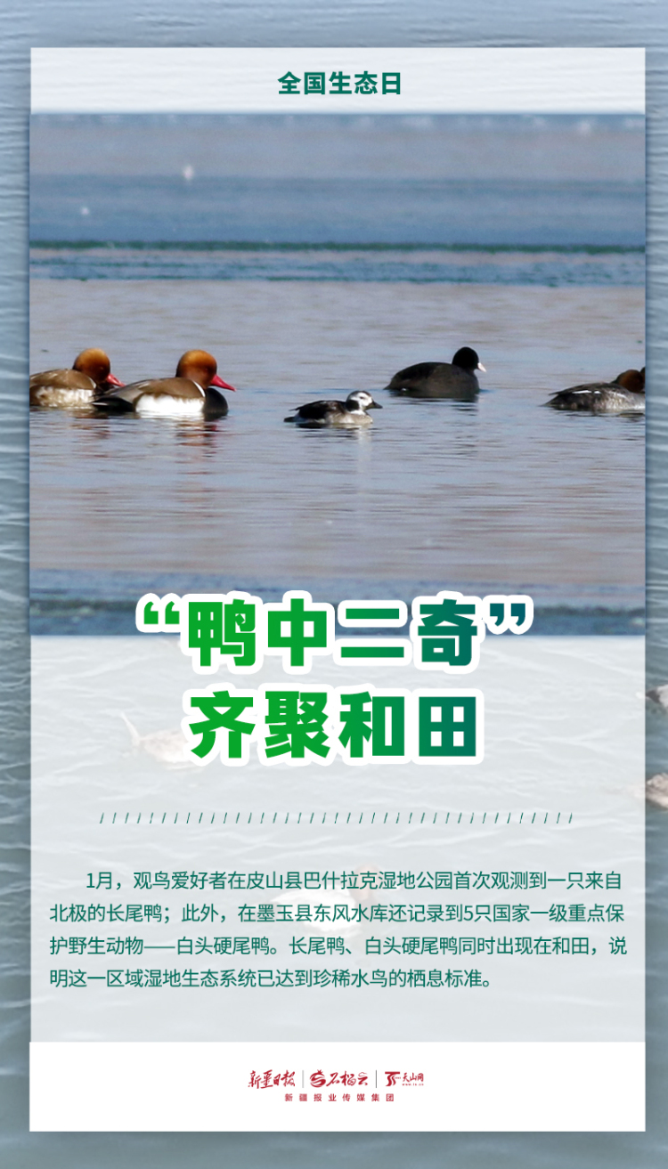 全国生态日丨当鸟兽草木频频“出圈”，看见新疆的生态底气