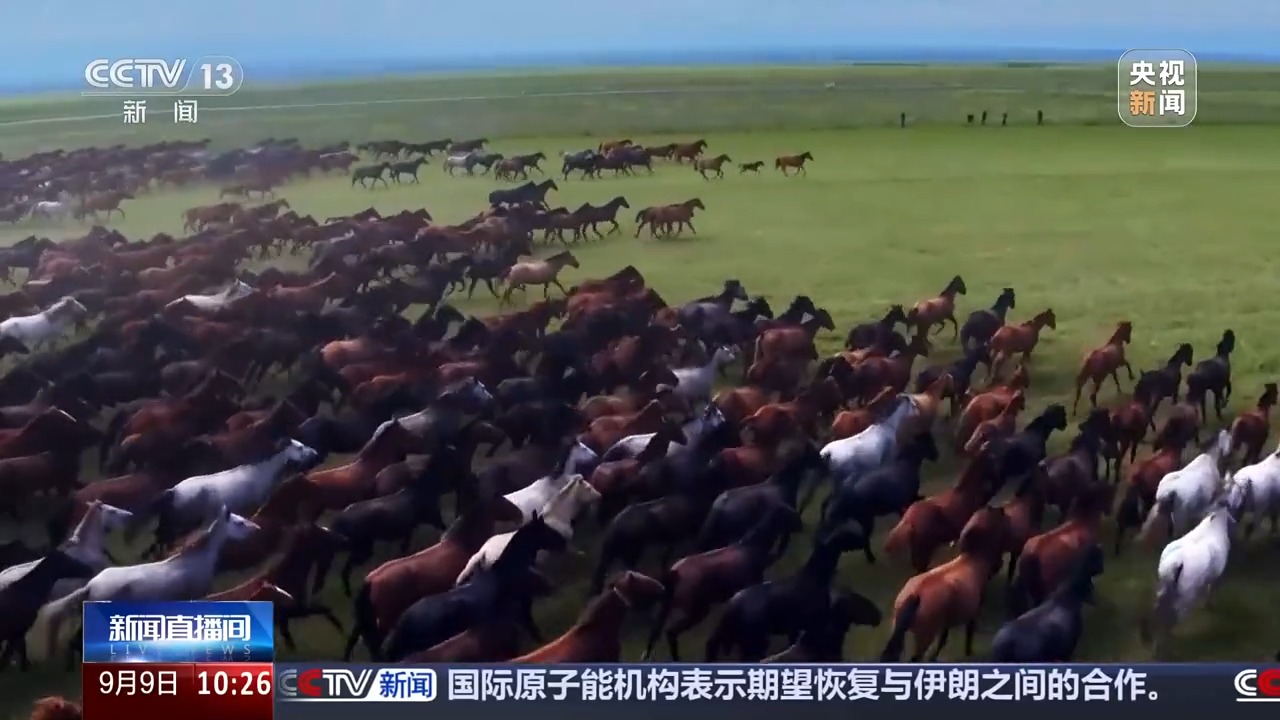 砥砺奋进七十载 天山南北谱华章丨从沙漠之舟到产业之舟 新疆骆驼产业用上智能化生产线