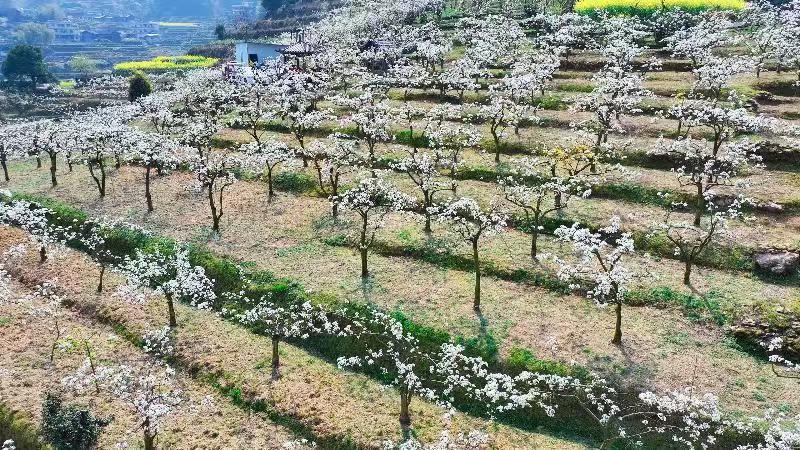 湖南城步万亩梨花绽放 展现美丽乡村新画卷_fororder_微信图片_20250401171911