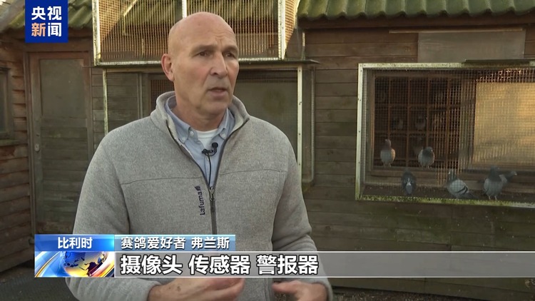 比利时盗窃赛鸽行为猖獗 鸽舍主人疲惫不堪