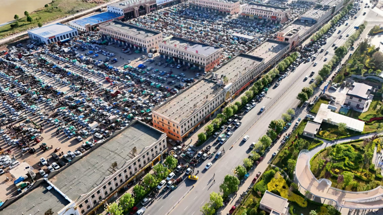 定西岷县电商赋能乡村振兴 当归采挖节书写助农增收新篇章_fororder_图片2