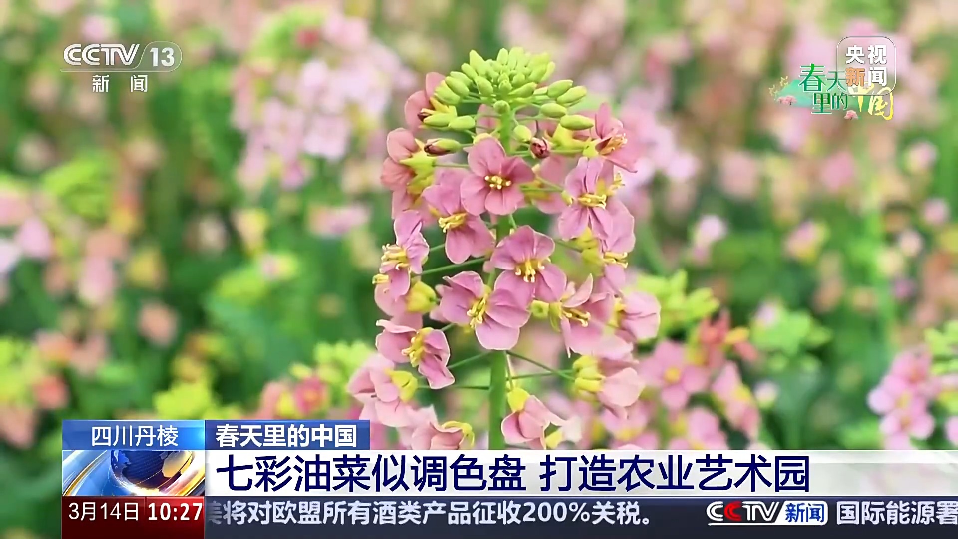 玉兰洁白 油菜多彩 一起来场说走就走的春游吧