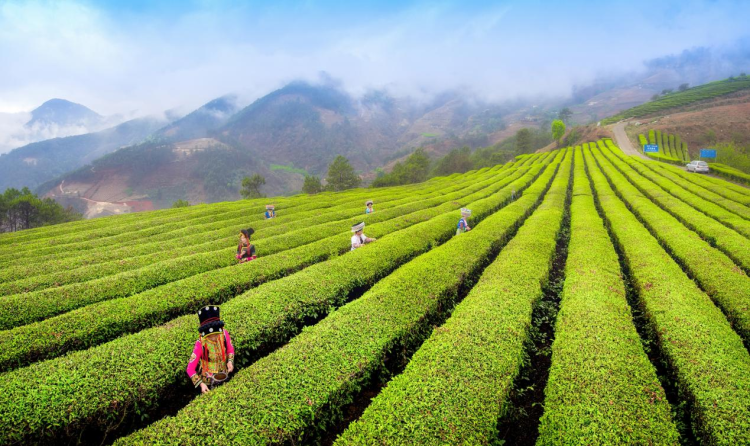 云遇丰收节·采茶春山上｜歌舞庆茶丰 兴业富山乡