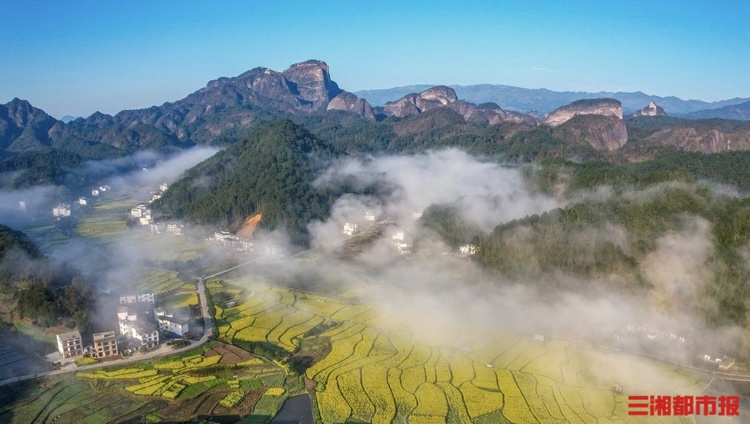 遍地金黄入画来 湖南多地油菜花迎来最美花期