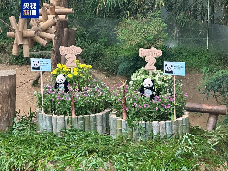 “睿宝”“辉宝”今天两周岁啦 韩国爱宝乐园为熊猫双胞胎办生日会