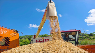 【解码陇原新乡村】天水张家川：20.4万亩冬小麦归仓