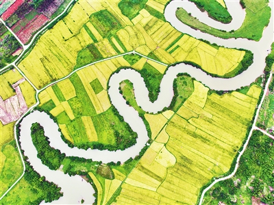 稻谷飘香 风景如画
