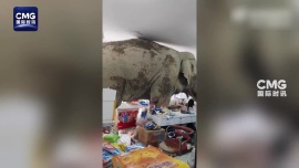 泰国大象进杂货店吃“霸王餐” 狂扫9袋饼干+香蕉……