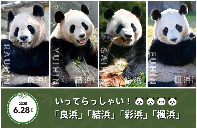 日本和歌山县4只大熊猫将于6月28日送返中国