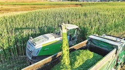 抢抓农时收获青贮