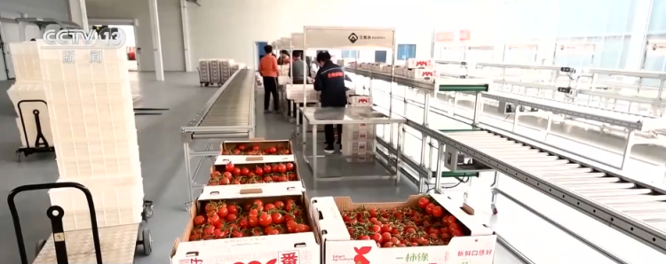 各地冬日果蔬供应量足价稳 丰富节日期间百姓“菜篮子”“果盘子”