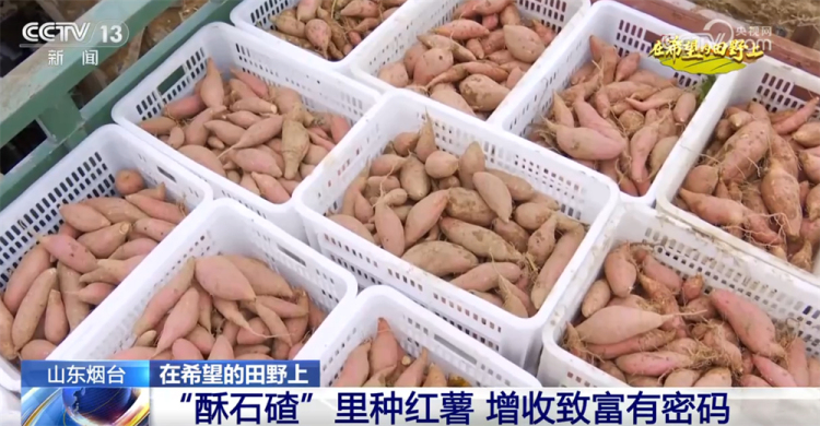 广袤乡村绘就金秋九月好“丰”景 农业现代化成为百姓增收致富“密码”