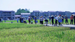 21个早稻良种一较高下！ 湖南新邵开展田间“擂台赛”