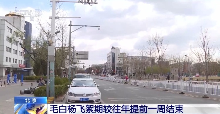 受大风天气影响 北京毛白杨飞絮期较往年提前一周结束