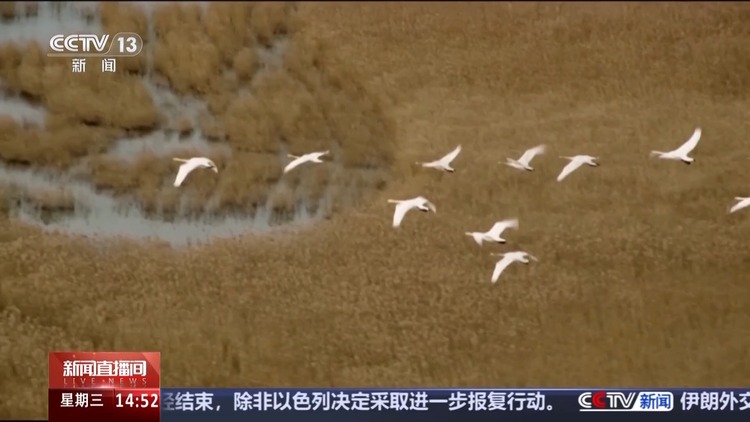文化中国行丨捕鸟人→护鸟人 他用非遗鸟哨守护东滩