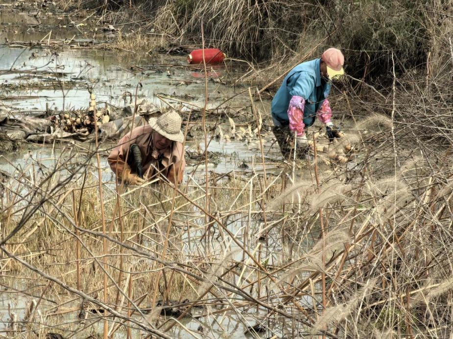 黄山市徽州区：农民种藕忙 春耕图景好_fororder_莲藕图片2