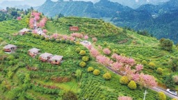 茶山花海引客来