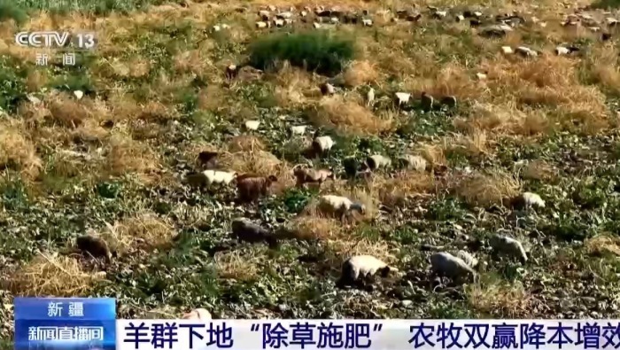 视频丨羊群“除草施肥”当帮手 新疆农田实现降本增效