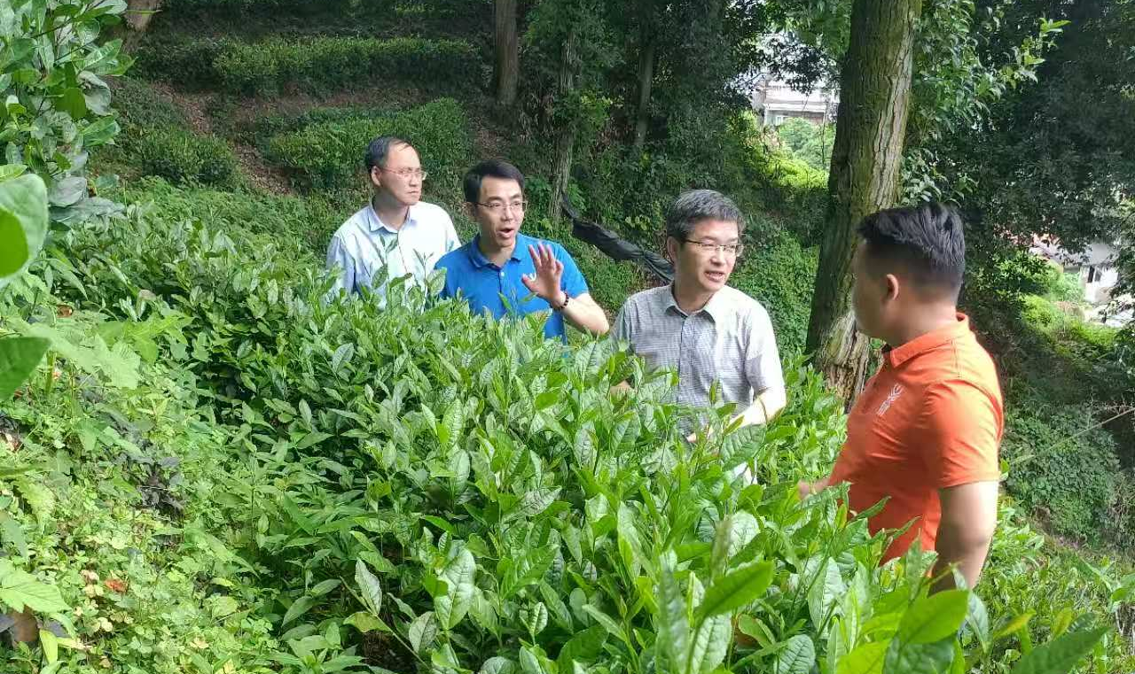 湖南新宁县人大常委会以专题调研推动茶产业高质量发展_fororder_图片9