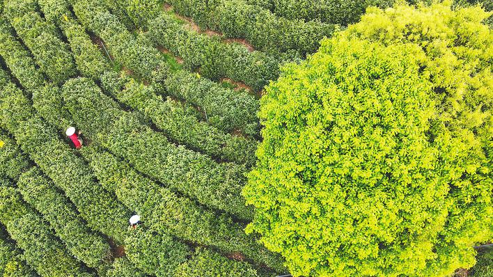 “皖美春色”关不住 “花茶味市”待客来