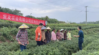 黄山市徽州区：趁鲜切制技术为康养产业注入新动能