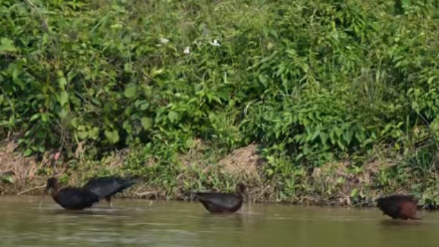 Glossy Ibises, the "Rainbow of Wetlands", Appear at Poyang Lake in Yongxiu_fororder_7aa940c43583ea7aa9d74855bd459281