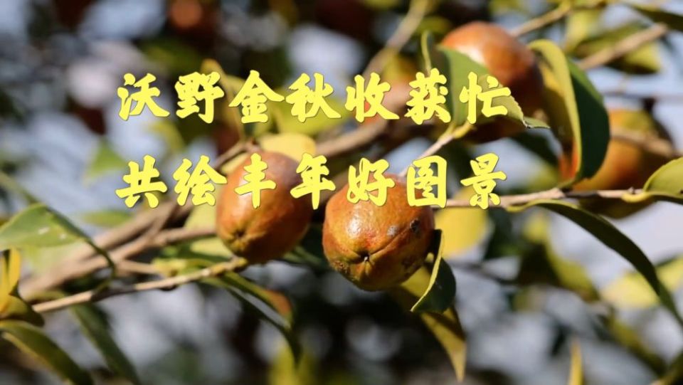 新华视点｜沃野金秋收获忙 共绘丰年好图景
