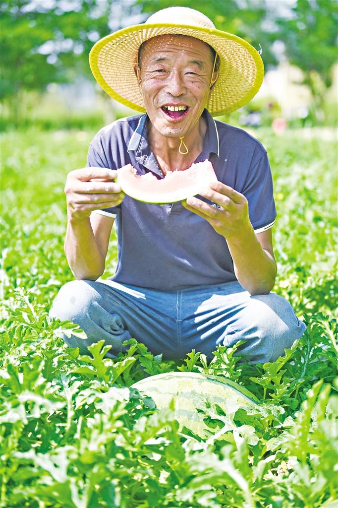宁夏西瓜丰收啦