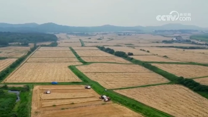 从“三夏”麦收地图寻找丰收答案 “抢收+烘干”双管齐下助稳产增收