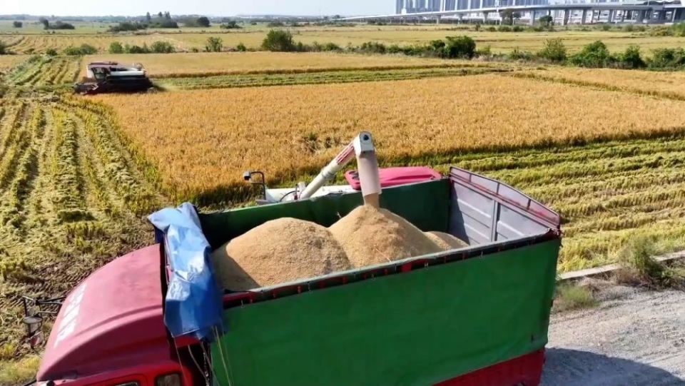 新华视点｜沃野金秋收获忙 共绘丰年好图景