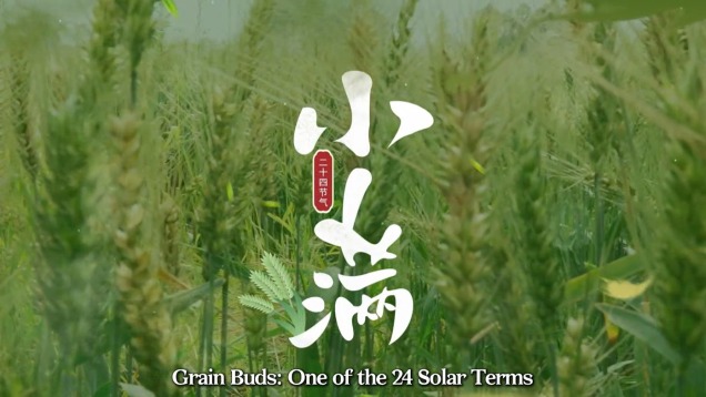 Grain Buds: One of the 24 Solar Terms_fororder_微信图片_20250521094118