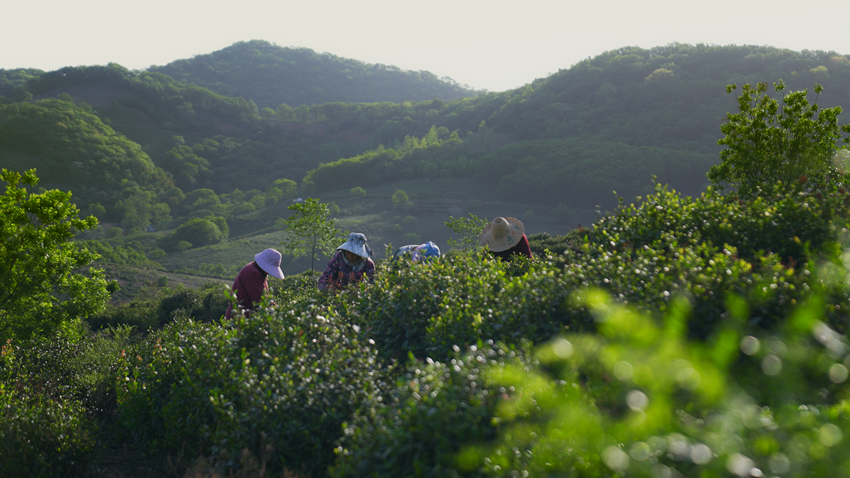 乡村振兴在行动｜农旅融合、产业赋能、人才归巢，让乡村有“颜”更有“值”_fororder_农旅3