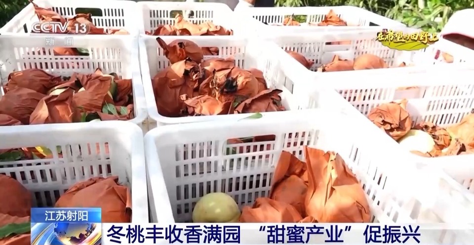 大丰收！全国多地同太空水稻一起传来丰收消息