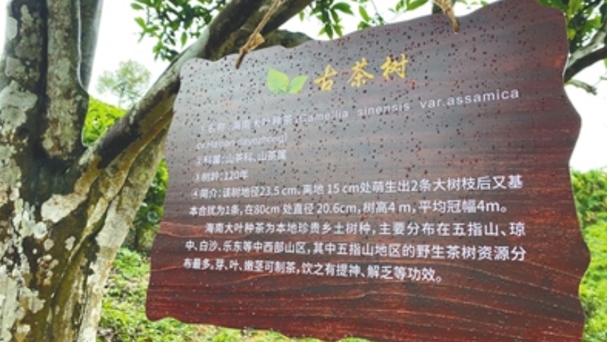 今年海南省将对古树名木全面实施挂牌保护