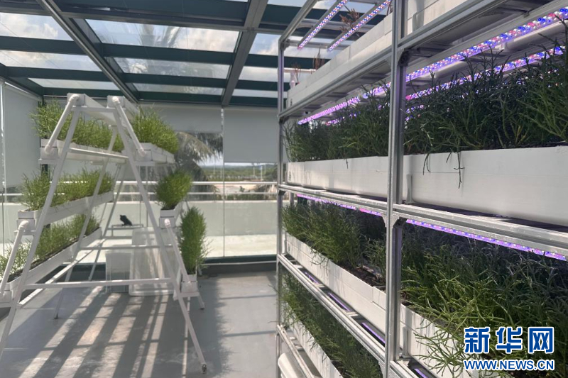 种在盐碱地、灌溉用海水 这样的“海水蔬菜”好吃吗？