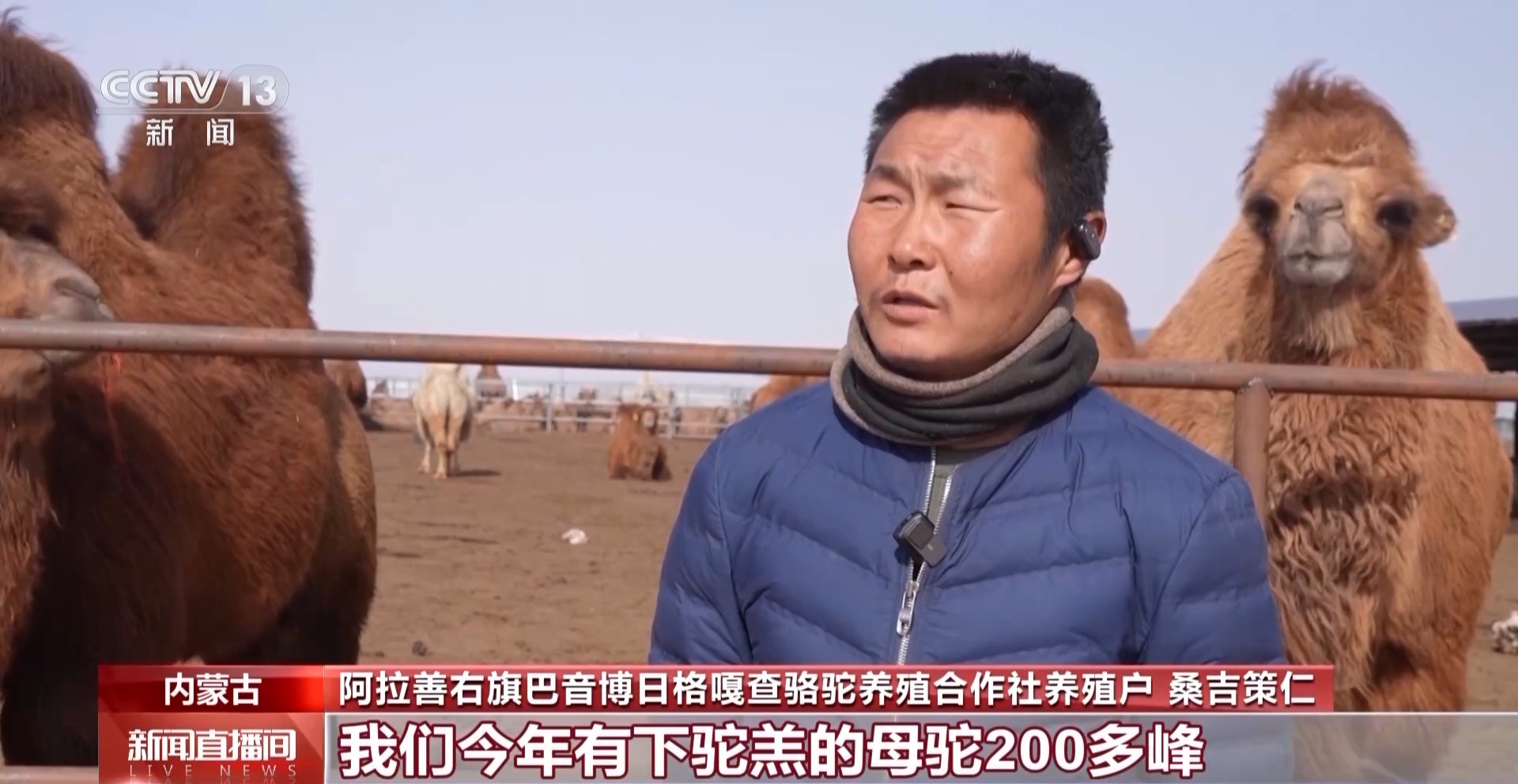 “驼生”第一步 快来围观驼羔摇摇晃晃的日常