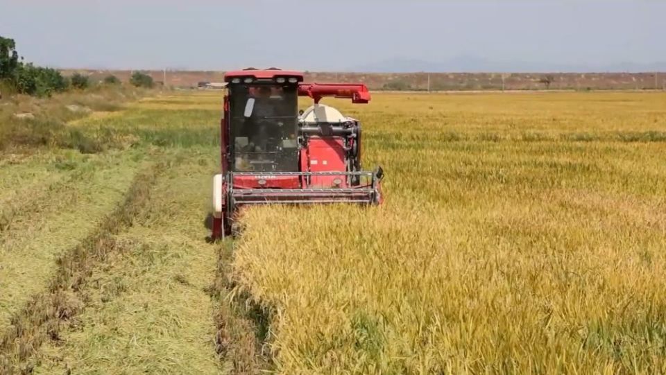 新华视点｜沃野金秋收获忙 共绘丰年好图景