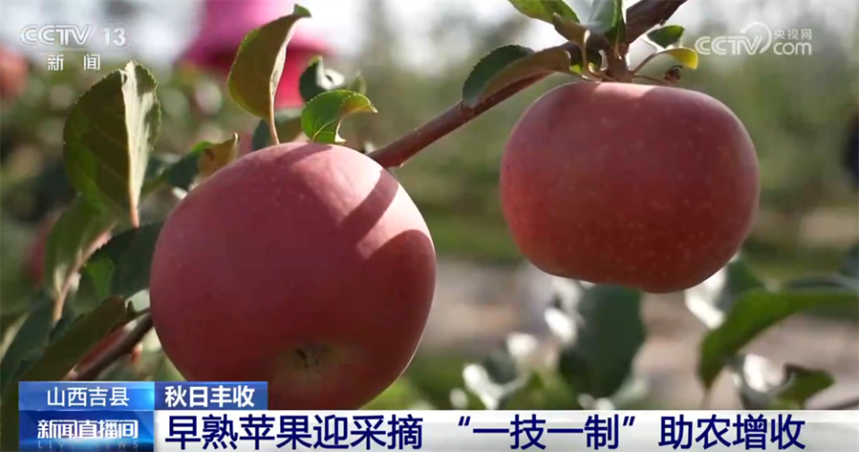 特色产业绘就秋日好“丰”光 果蔬飘香激活乡村振兴“新引擎”
