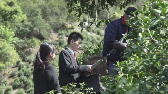 黄山市徽州区：全力打造法治化营商环境  护航涉茶产业高质量发展